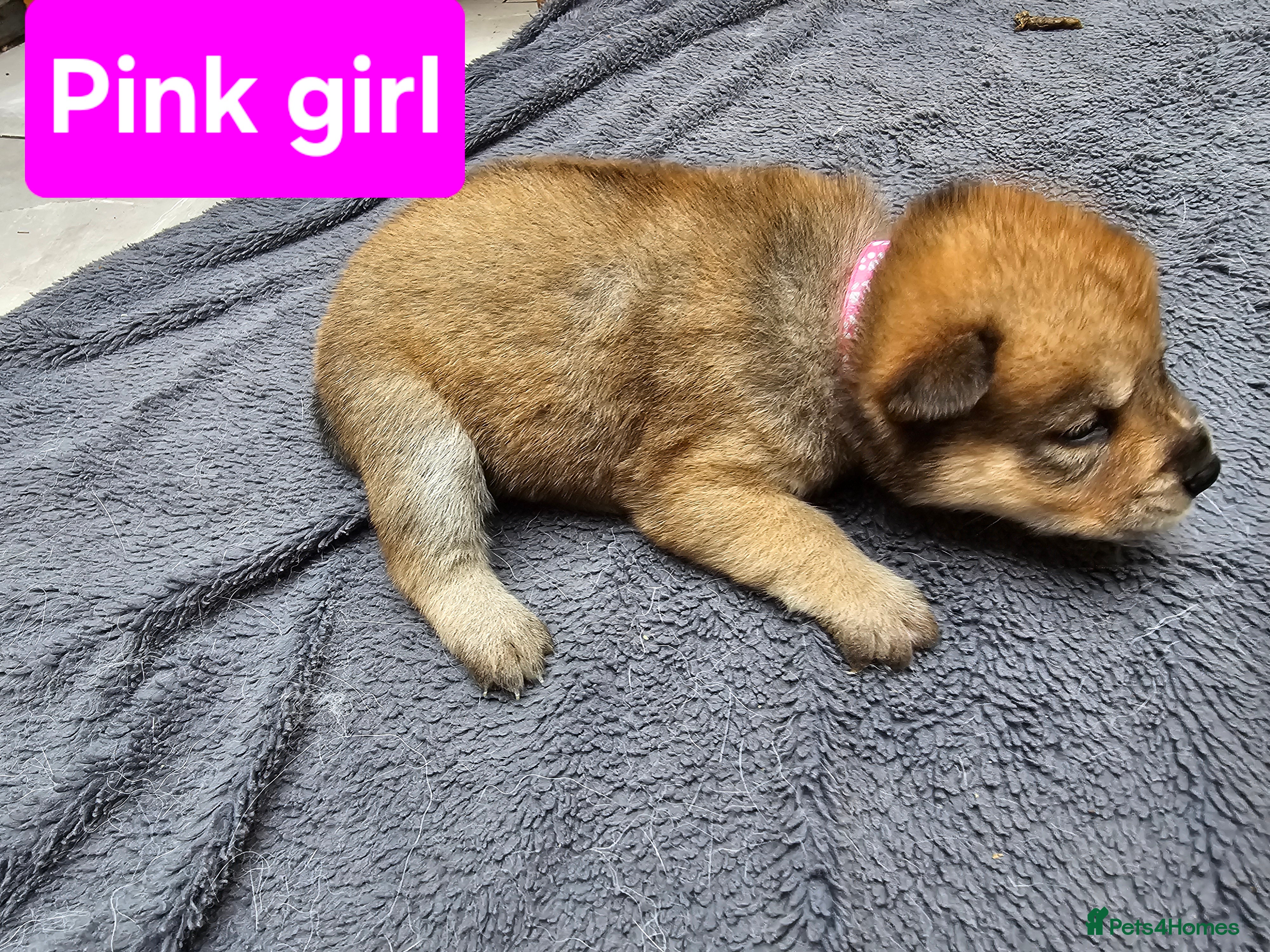Mixed Breed dogs Chowsky chow chow x siberian husky read1y to go  - Advert 6