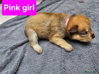 Mixed Breed dogs Chowsky chow chow x siberian husky read1y to go - Advert 6
