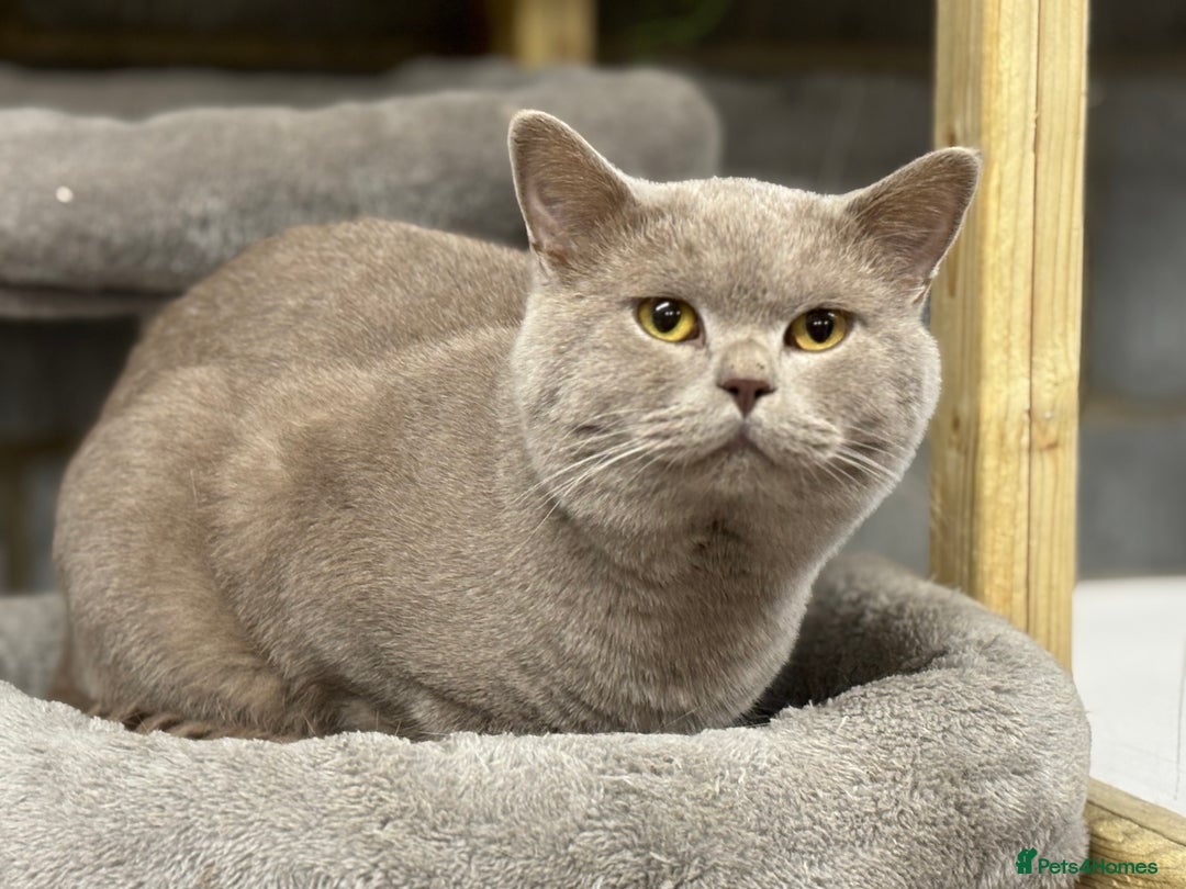 British Shorthair cats for sale: GCCF/TICA Reg Lilac Active male  - Advert 5