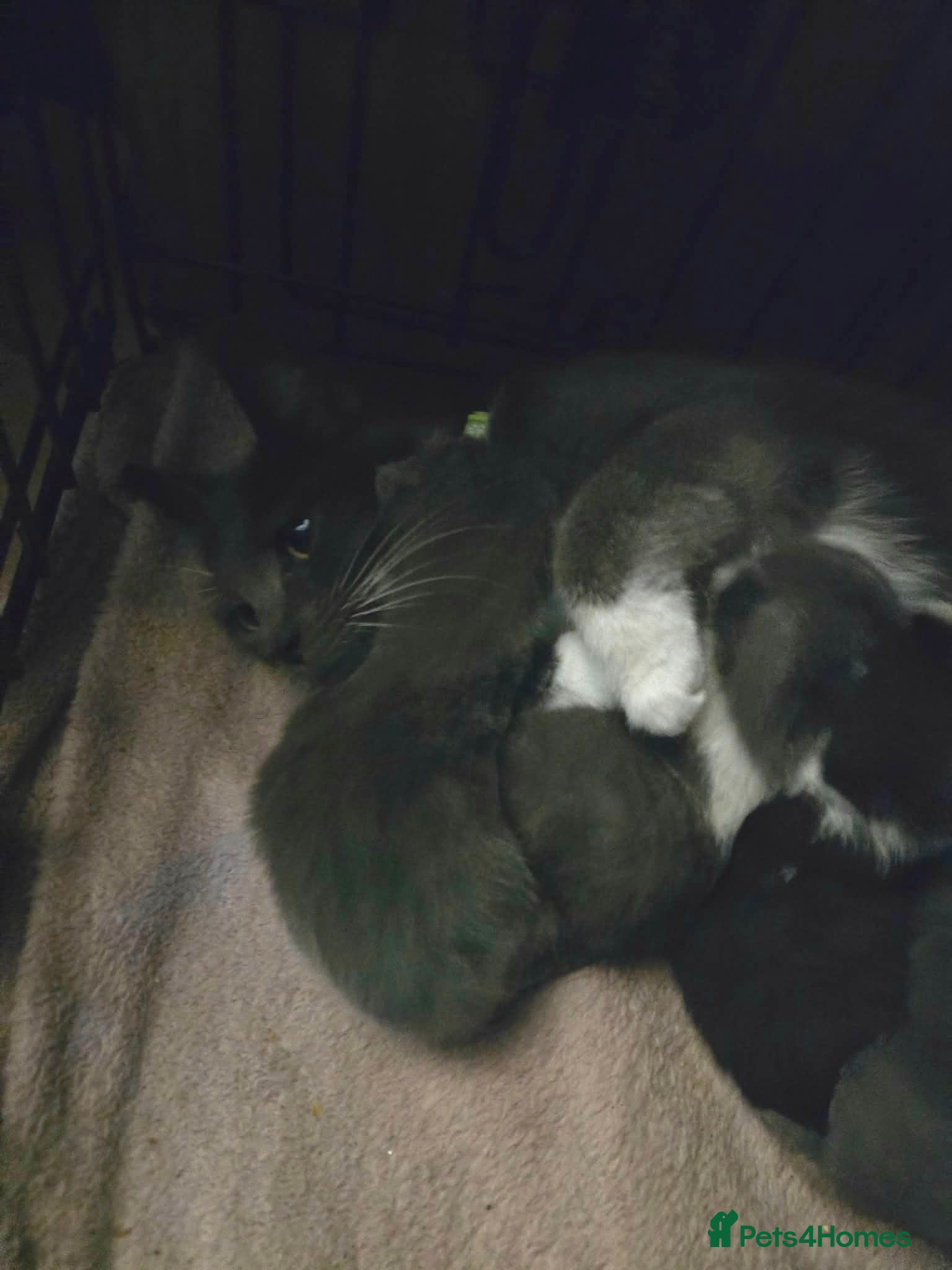 Ragdoll cats 5 Stunning Fluffy Ragdoll Cross Kittens  - Advert 2