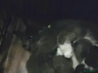 Ragdoll cats 5 Stunning Fluffy Ragdoll Cross Kittens - Advert 15