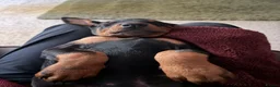 Dobermann dogs for sale: Doberman pups with KC parents  - Advert 11