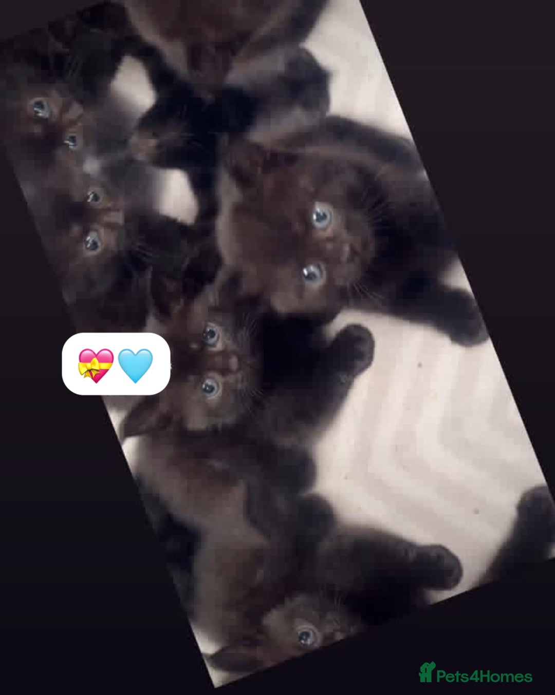 British Shorthair cats for sale: British Blue x kittens - Image 17