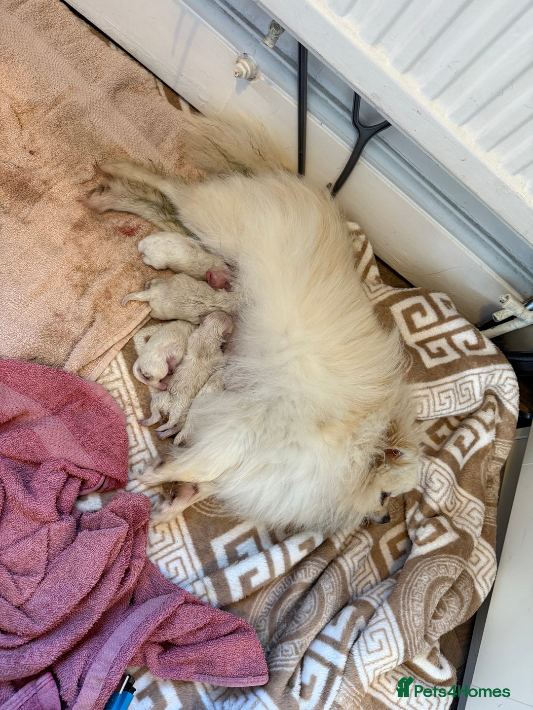 Pomeranian dogs for sale: Minature Pomeranians - Advert 12