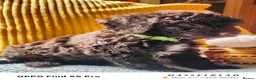 Cockapoo dogs for sale: F1bb toy cockapoos  in Oswestry - Advert 3