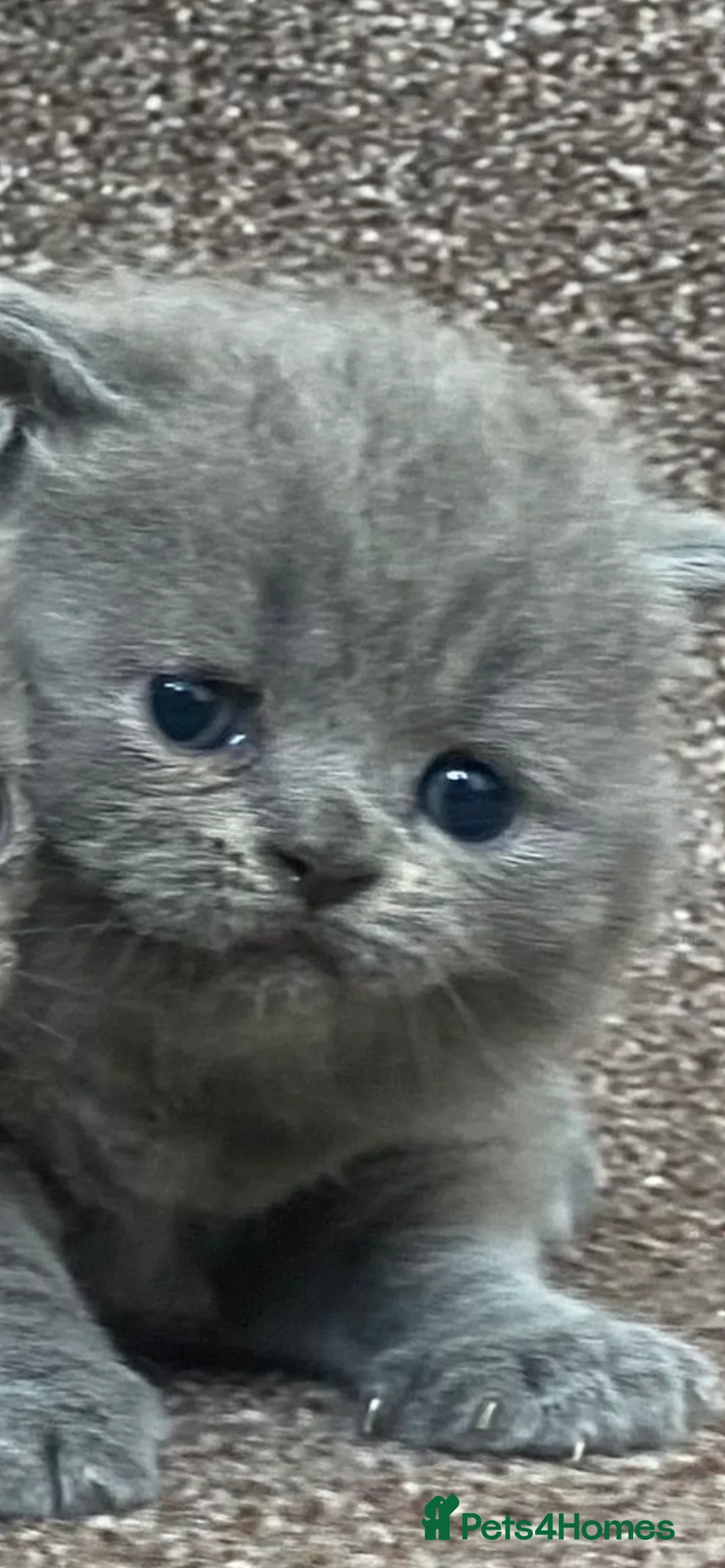 British Shorthair cats for sale: Last Male Ready To Go - Advert 8