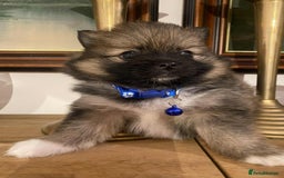 Pomeranian dogs for sale: Pomeranian puppies  - Image 9