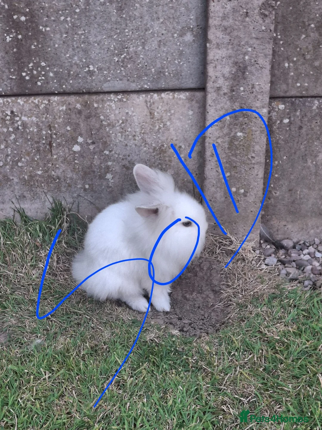 Mixed Breed rabbits for sale: Lionhead lops rabbits sold - Advert 1