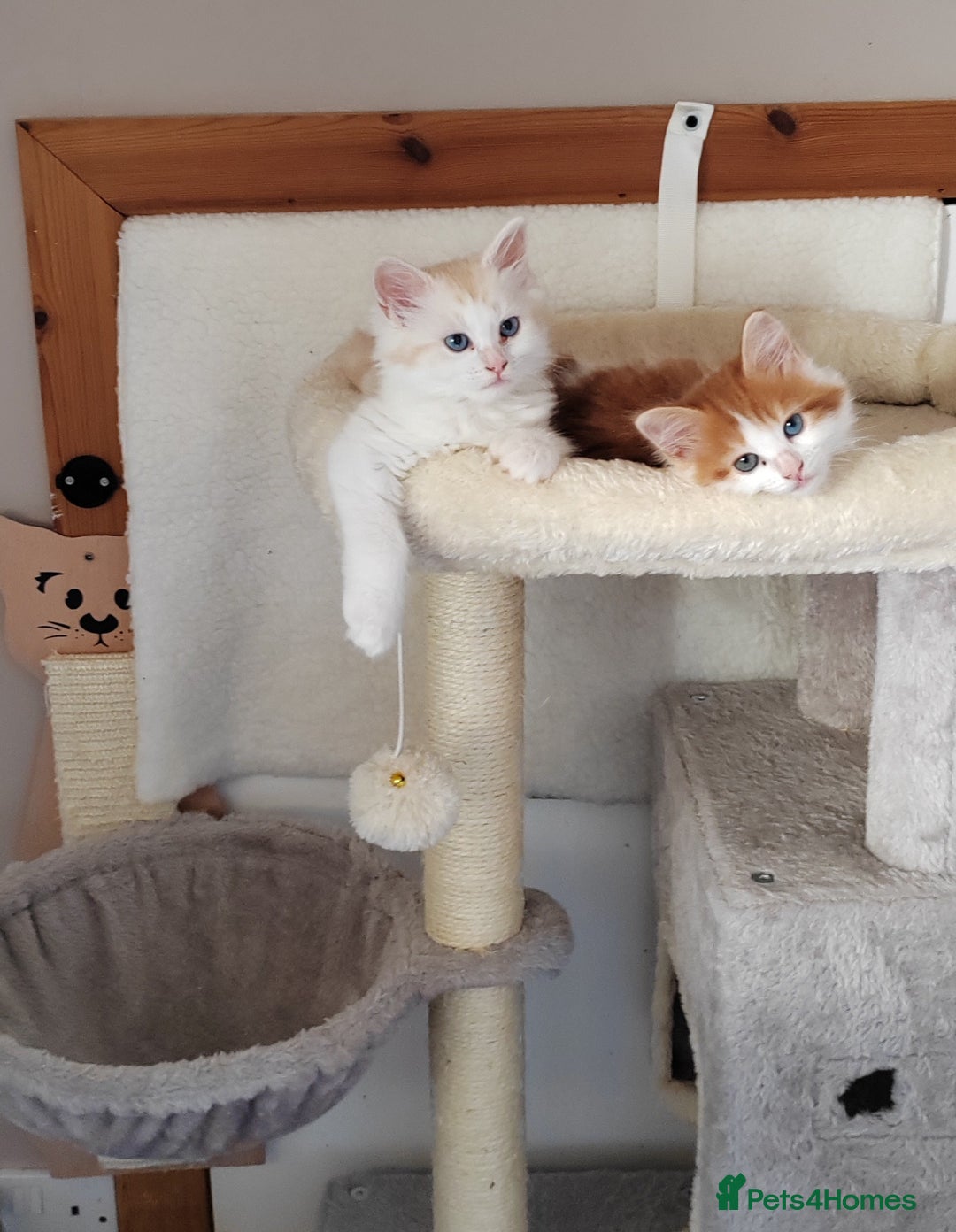 Mixed Breed cats for sale: Kittens with Mittens!! Unique Maine Coon x  - Image 19