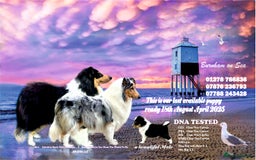 Rough Collie dogs for sale: BEST LAST AVAILABLE PUPPY MALE HEALTH DNA CLEAR  - Image 1