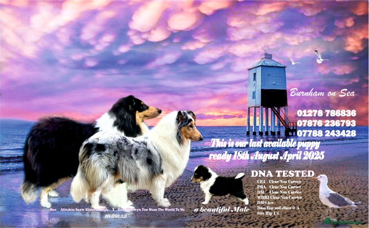 Rough Collie dogs - Advert 4