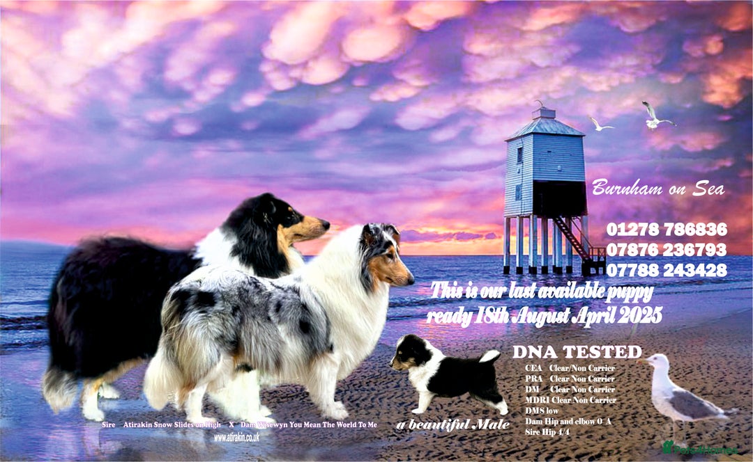 Rough Collie dogs for sale: BEST LAST AVAILABLE PUPPY MALE HEALTH DNA CLEAR  - Image 1