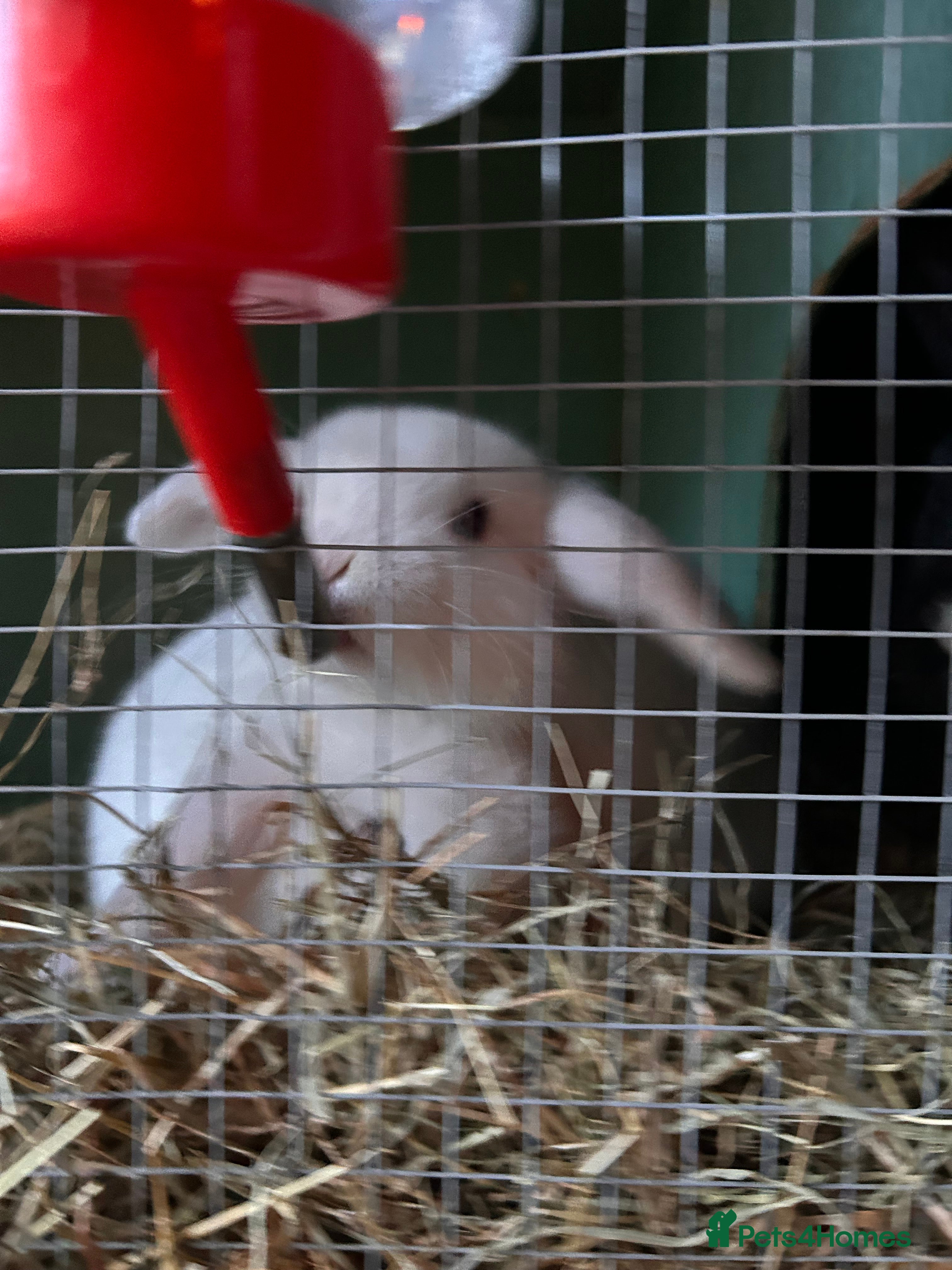 Mixed Breed rabbits Baby bunnies - Advert 17