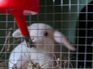 Mixed Breed rabbits Baby bunnies - Advert 17