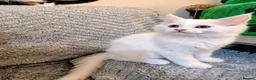 Maine Coon cats for sale: Maine Coon  - Advert 2