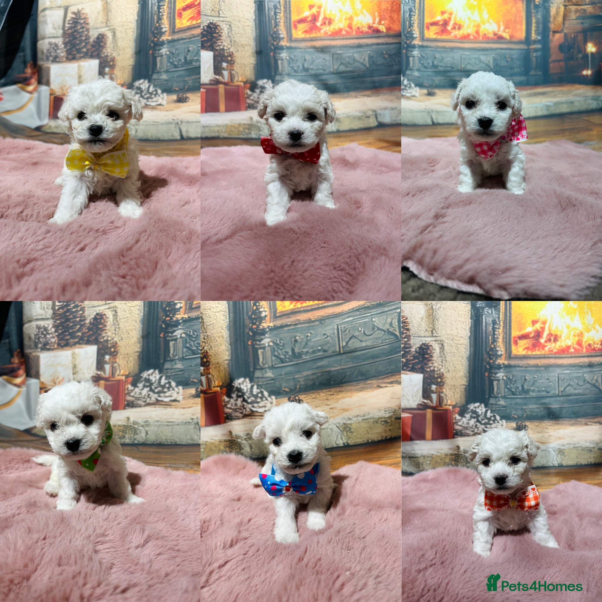 Bichon Frise dogs Pure Pedigree Champion Bloodline Bichon Frise  - Advert 6