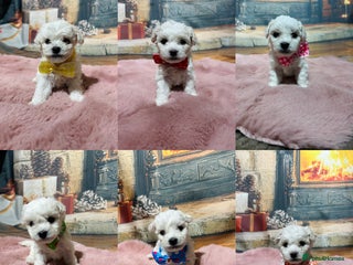 Bichon Frise dogs Pure Pedigree Champion Bloodline Bichon Frise - Advert 1