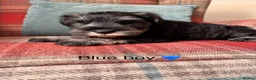 Miniature Schnauzer dogs for sale: KC registered, health tested puppies available  - Advert 2