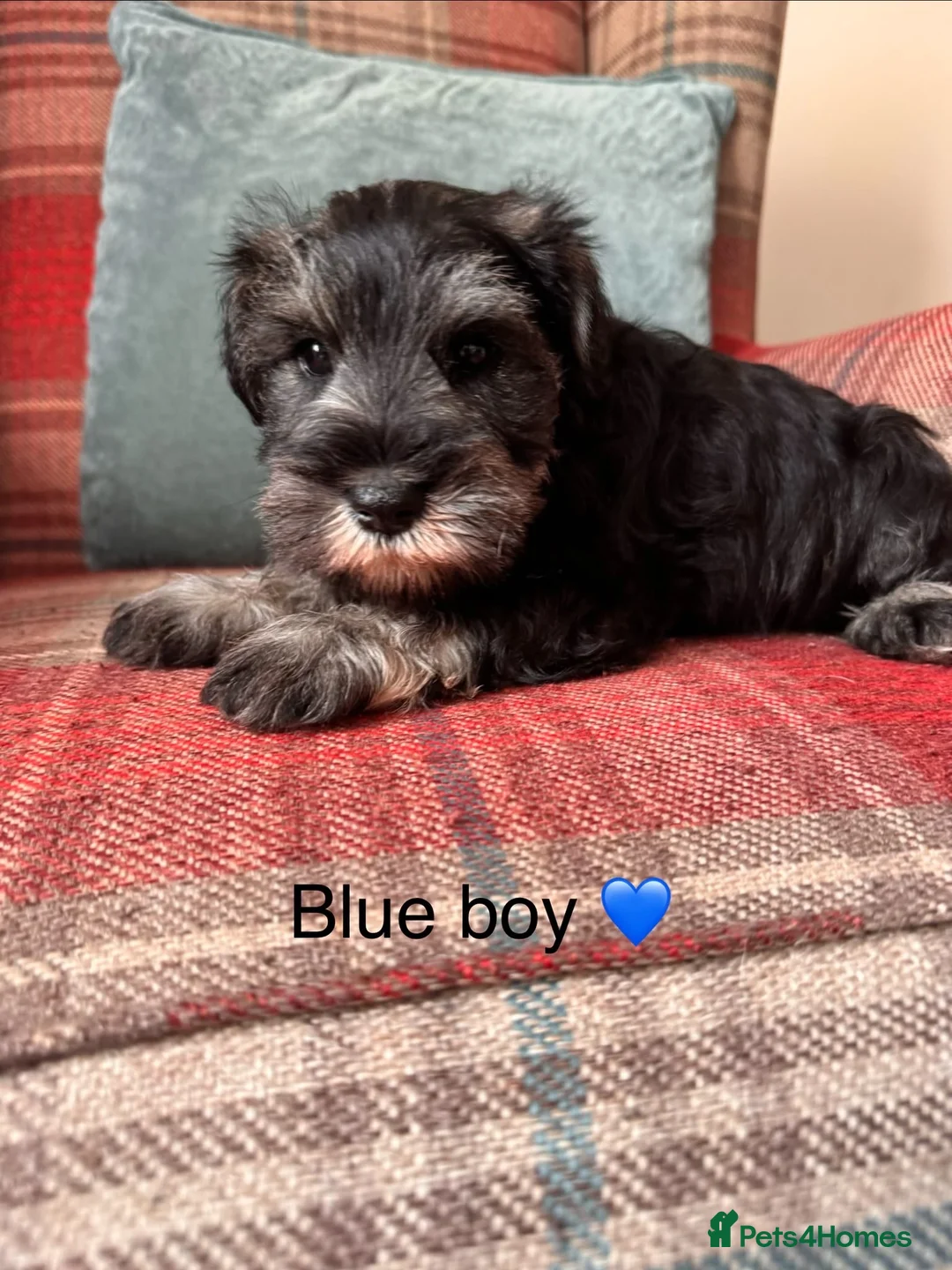 Miniature Schnauzer dogs for sale: KC registered, health tested puppies available  - Advert 2