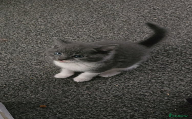 Russian Blue cats - Advert 13