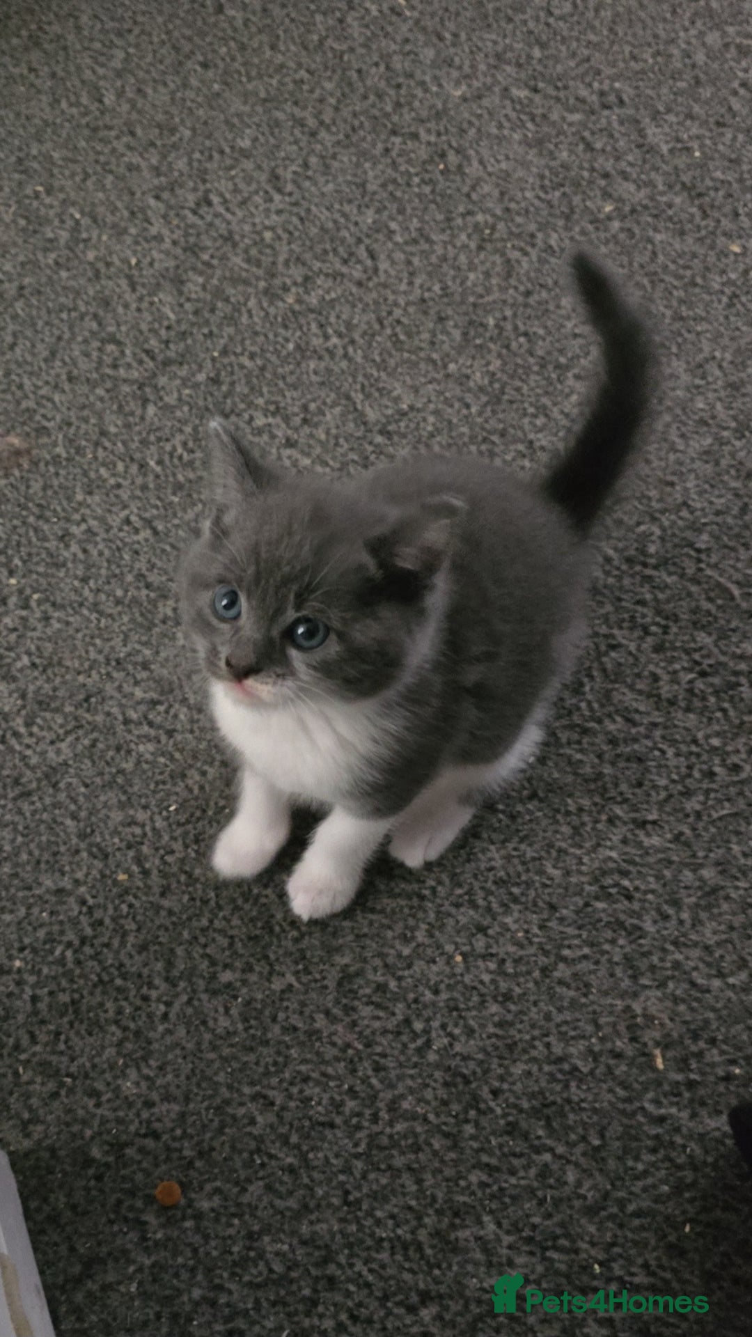 Russian Blue cats for sale: Part Russian blue kitten  - Image 1