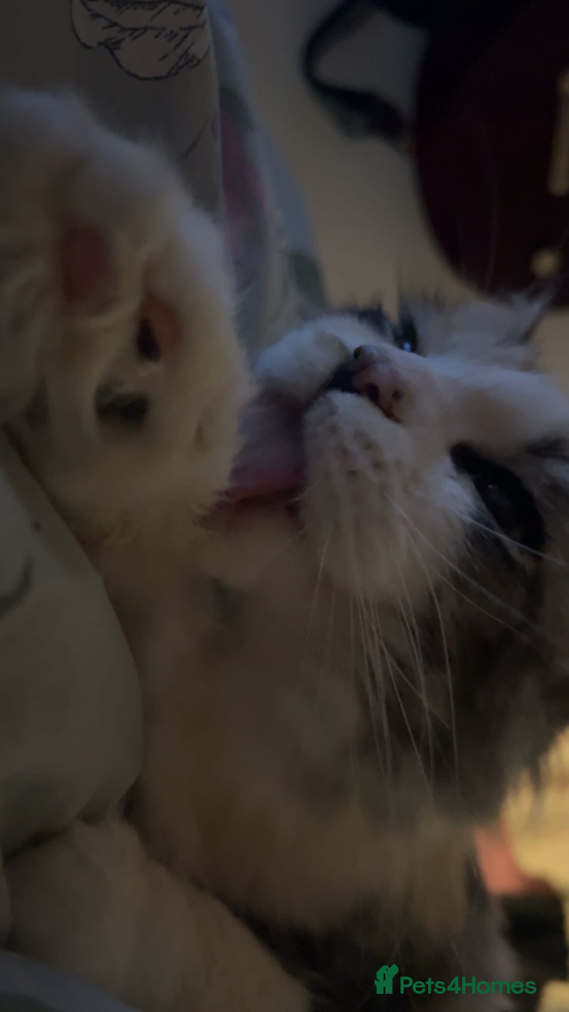 Maine Coon cats Lady! calico maine coon!  - Advert 7