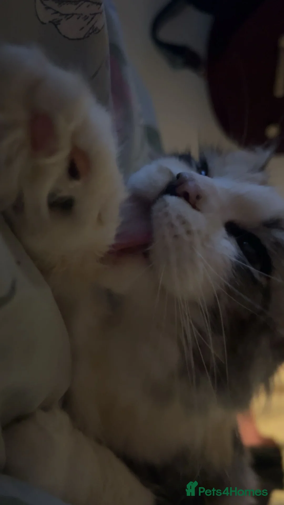 Maine Coon cats for sale: Lady! calico maine coon!  - Advert 1