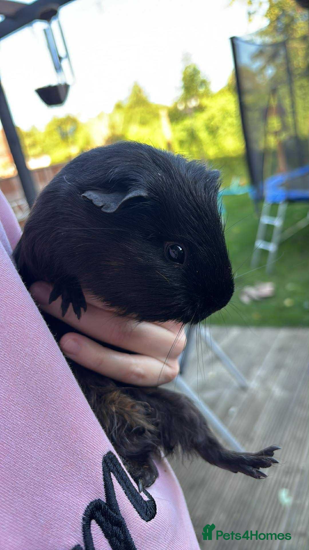 Guinea Pig rodents for sale: Female guinea pigs - Image 6