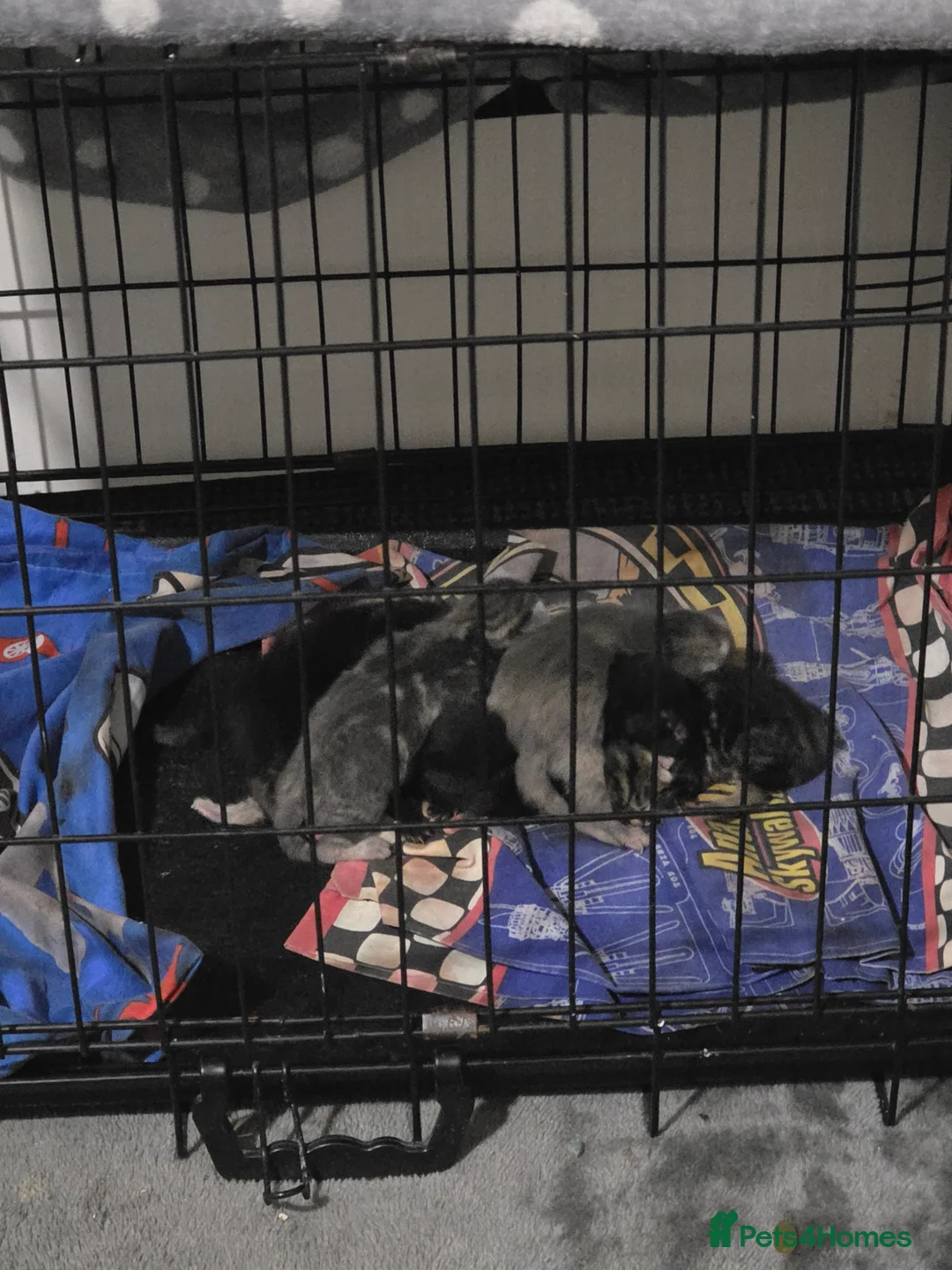 Mixed Breed cats for sale: 6 half maincoons - Advert 15