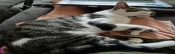 Mixed Breed cats for adoption: Young rescue tabby male looking for home in Hook - Advert 5