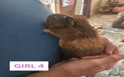 Guinea Pig rodents for sale: Female Guinea Pigs For Sale - Image 8