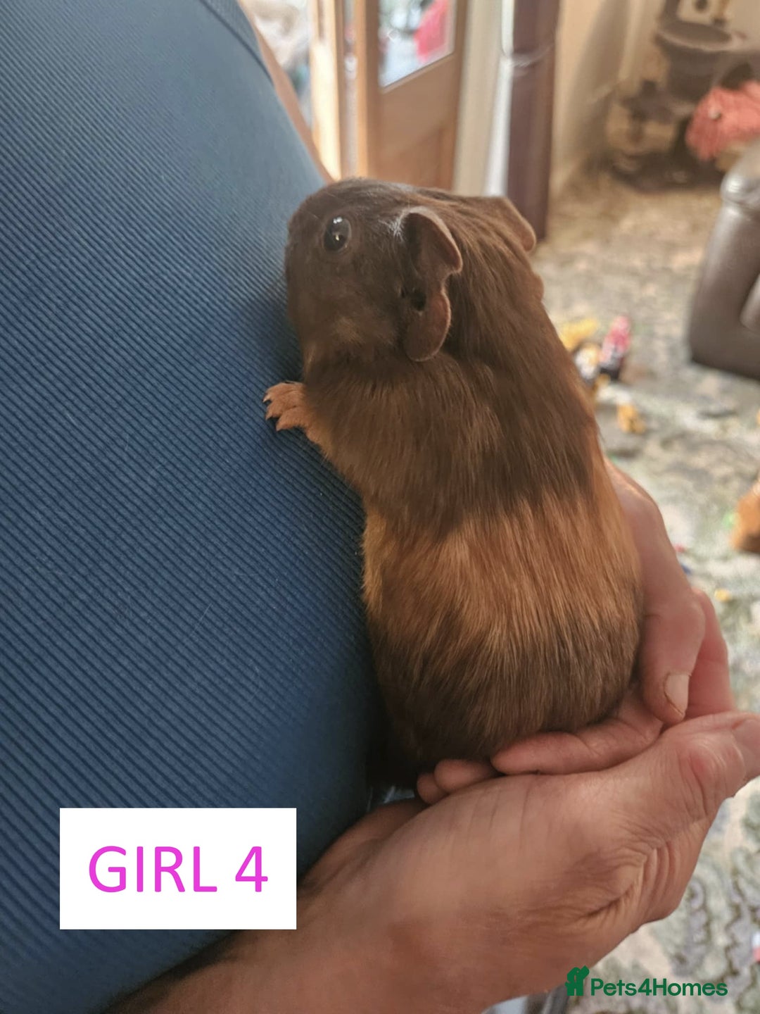 Guinea Pig rodents for sale: Female Guinea Pigs For Sale - Image 8