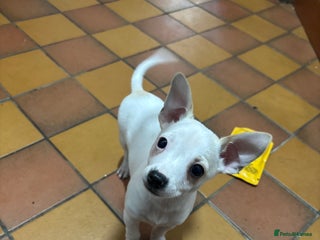 Mixed Breed dogs Adorable Jack Russel x Chihuahua puppies - Advert 4