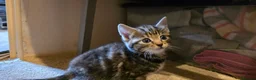 Mixed Breed cats for sale: Playful and sweet kittens  - Advert 6