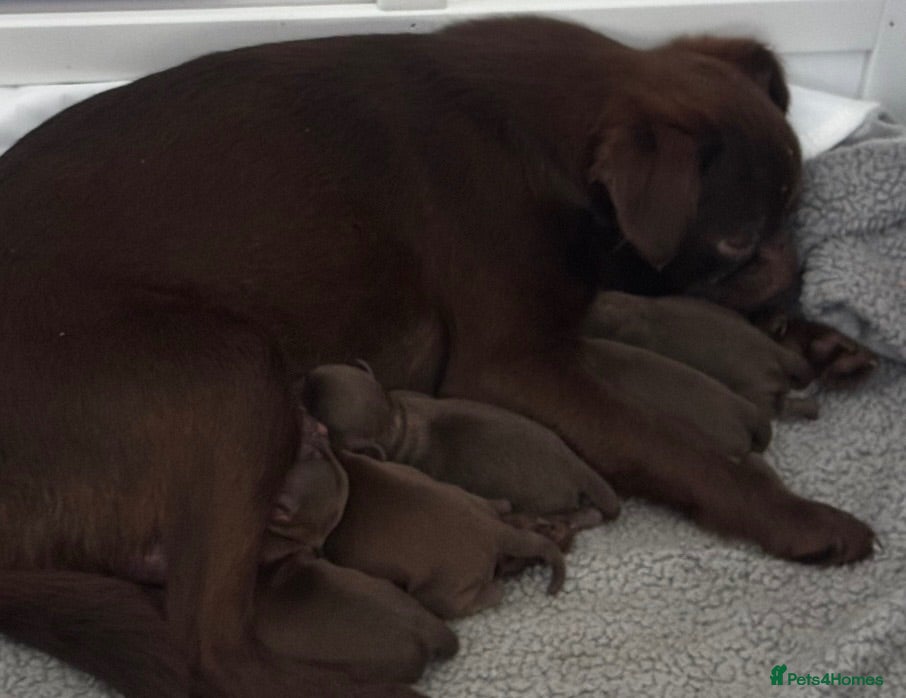 Griffon Bruxellois dogs 5 Gorgeous Chocolate Griffons  - Advert 1
