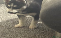 Siberian Husky dogs for sale: Siberian husky  - Advert 5