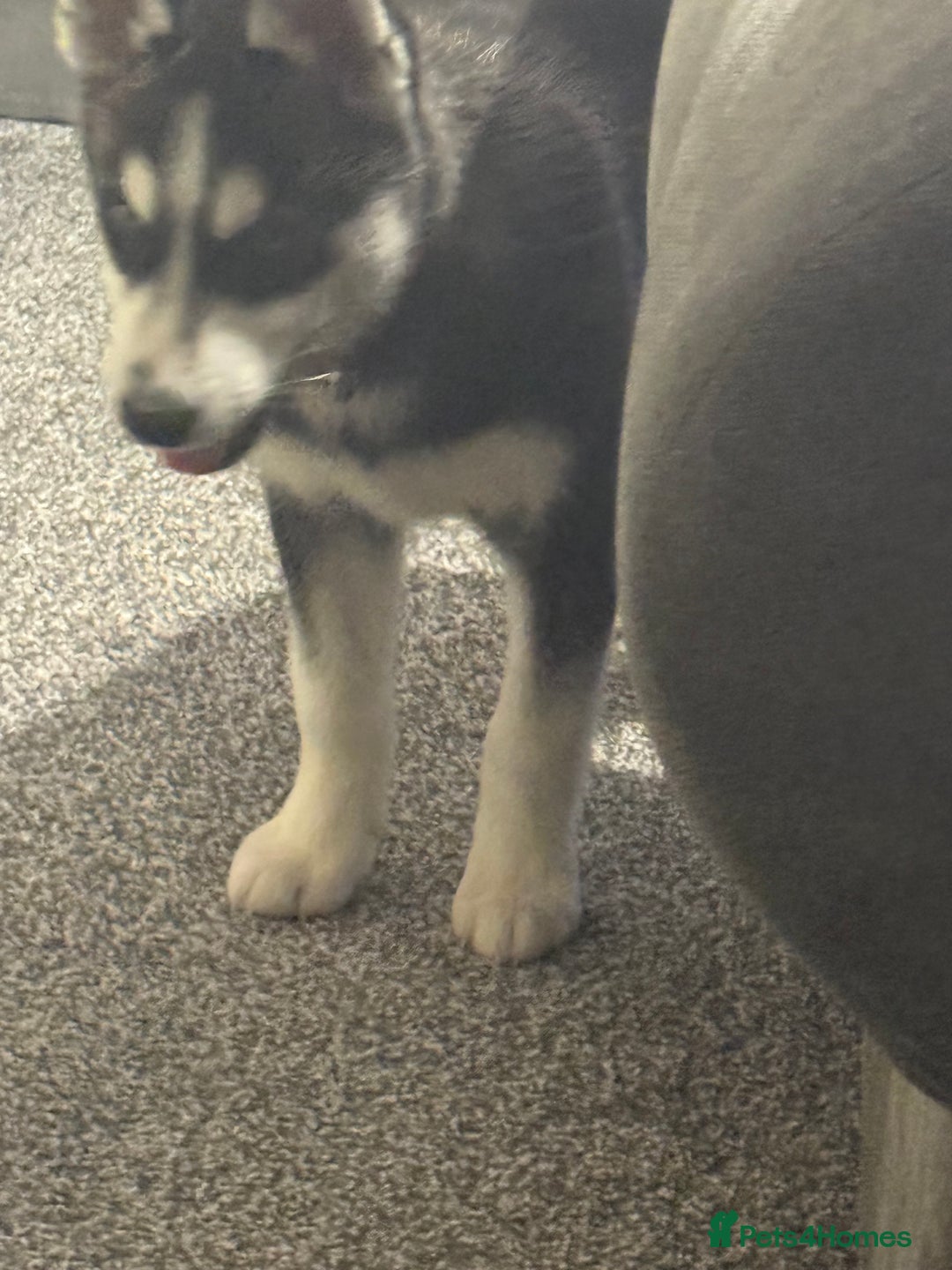 Siberian Husky dogs for sale: Siberian husky  - Advert 5