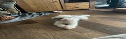 Toy Poodle dogs for stud: Stunning playful Parti Toy Poodle at Stud in Cannock - Advert 1
