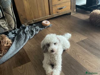 Toy Poodle dogs Stunning playful Parti Toy Poodle at Stud in Cannock - Advert 2