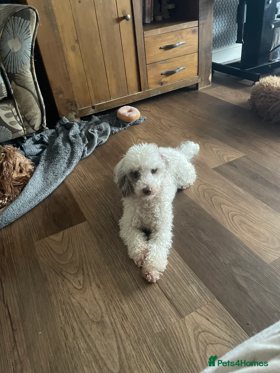 Toy Poodle dogs for stud: Stunning playful Parti Toy Poodle at Stud in Cannock - Advert 1