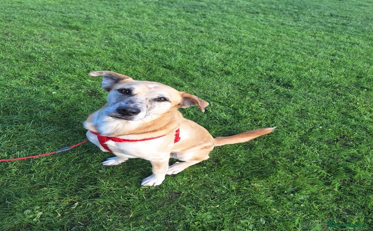 Mixed Breed dogs - Advert 16