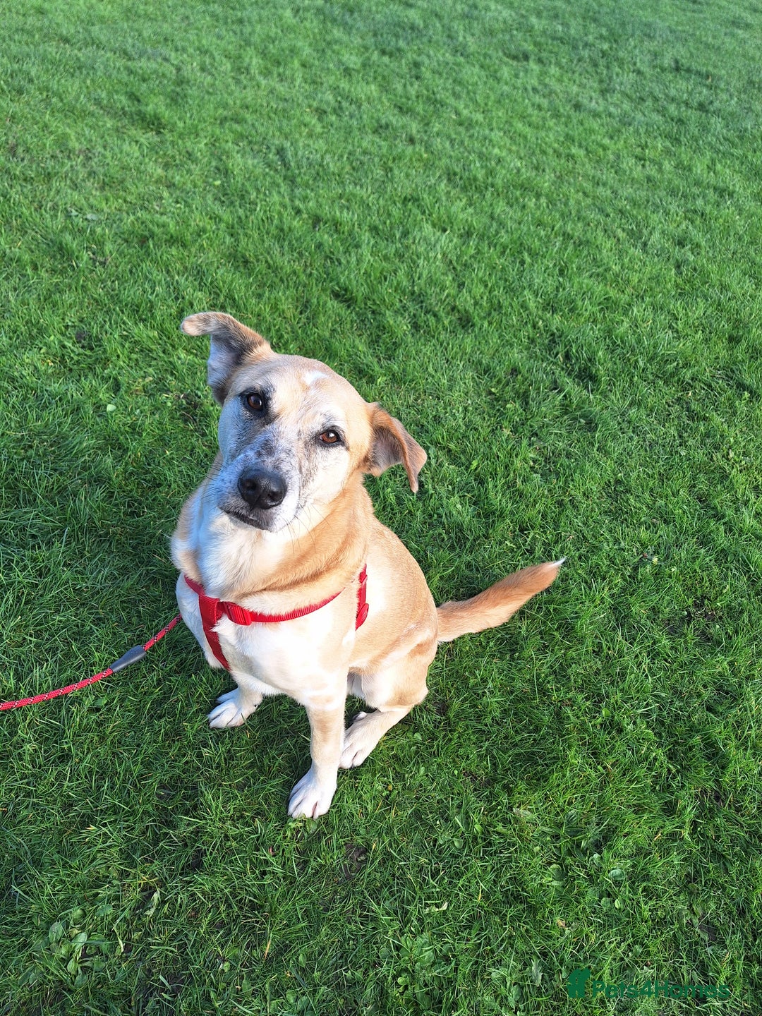 Mixed Breed dogs for sale: Beautiful older fella for adoption - Advert 7