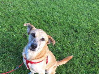 Mixed Breed dogs - Advert 15