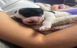 Cockapoo dogs for sale: Stunning litter of f1b cockapoo puppies  - Image 13