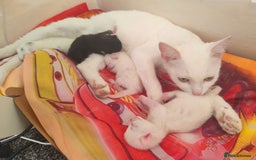 Siberian cats for sale: 4 kittens for sale 💖😺 - Image 2