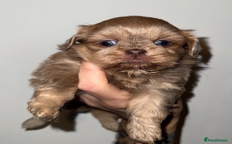 Shih Tzu dogs 🧡💜Stunning KC Registered Shih Tzu Puppies🧡💜 - Advert 3