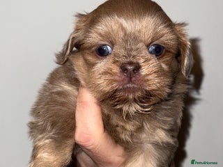 Shih Tzu dogs 🧡💜Stunning KC Registered Shih Tzu Puppies🧡💜 - Advert 3