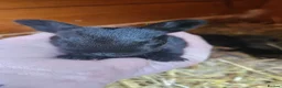 New Zealand rabbits for sale: New Zealand × Cali, Pure Cali & Rex Cross Rabbits - Advert 20
