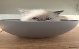 Ragdoll cats for sale: Stunning Bluepoint Ragdoll kittens!  - Image 14