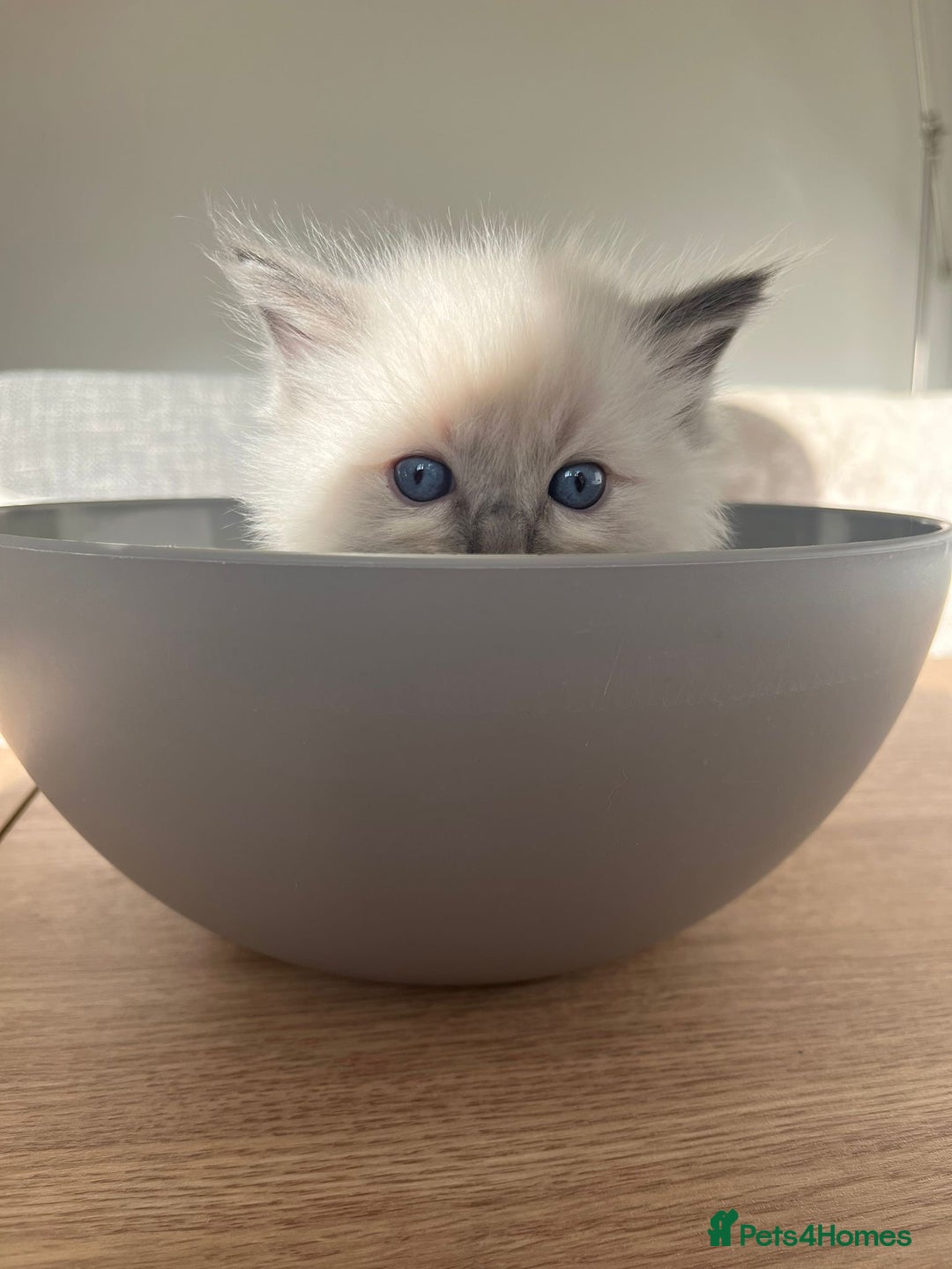 Ragdoll cats for sale: Stunning Bluepoint Ragdoll kittens!  - Image 14